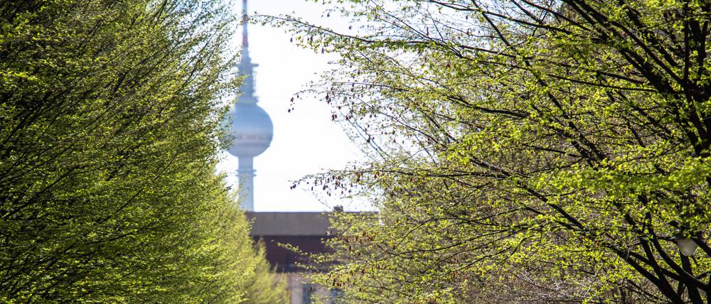 Bäume und der Blick auf den Berliner Fernsehturm.