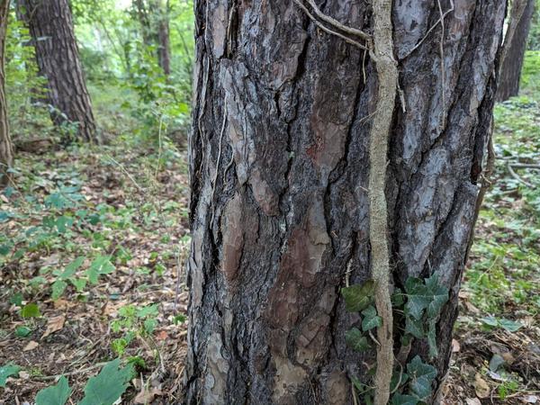 An diesem Baum will Kleinmachnows Jagdpächter Peter Hemmerden Spuren eines Tieres entdeckt haben.