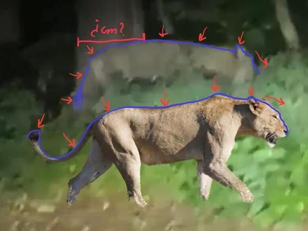 Körpervergleich: Keine Löwin, sondern ein Wildschwein soll das Bild, das aus einem Handyvideo stammt, zeigen. 