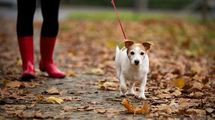 Das Berliner Hundegesetz wurde 2016 erneuert. Es regelt unter anderem die Leinenpflicht für Vierbeiner. 