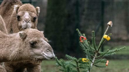 Dromedare lassen sich im Tierpark die mit Leckereien gespickten Weihnachtsbäume schmecken.