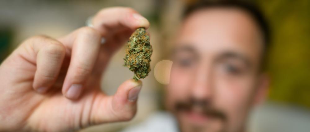 Ein Mann hält eine Cannabisblüte in die Kamera.