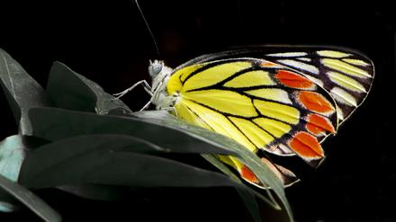 Delias eucharis, ein mittelgroßer Schmetterling Süd- und Südostasiens, ist ein Beispiel für eine Insektenart, deren Verbreitungsgebiet von Schutzgebieten nur unzureichend abgedeckt wird.