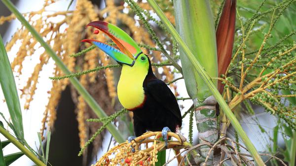 Fruchtfressende Vögel wie Tukane nehmen beim Fressen von Früchten Samen auf, scheiden sie später wieder aus und verbreiten so zahlreiche Pflanzenarten.
