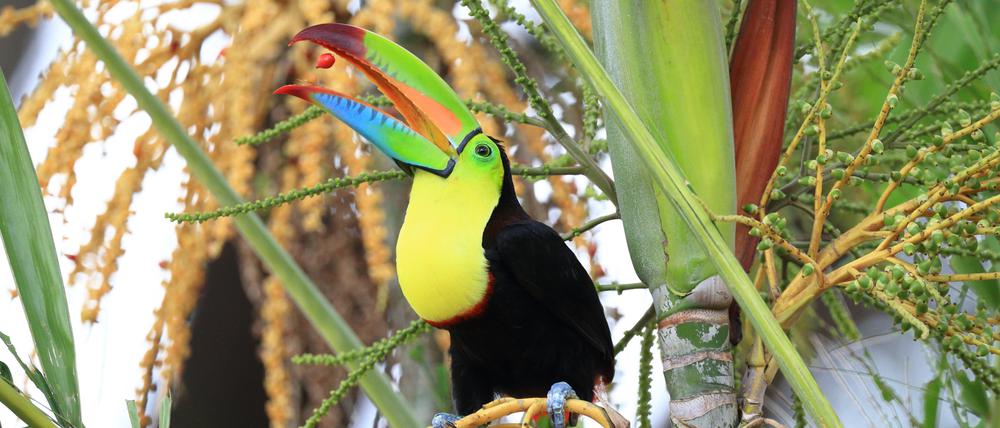 Fruchtfressende Vögel wie Tukane nehmen beim Fressen von Früchten Samen auf, scheiden sie später wieder aus und verbreiten so zahlreiche Pflanzenarten.