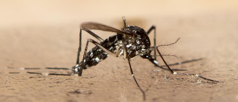 Eine tote Asiatische Tigermücke. Infektionskrankheiten werden aus Sicht von Infektiologen allein durch die Klimakrise in den kommenden Jahrzehnten deutlich zunehmen. (zu dpa «Verbreitung fremder Stechmücken in Bayern wird überprüft») +++ dpa-Bildfunk +++