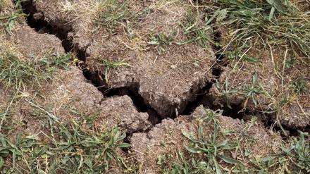 Der Boden auf einer Wiese hat Risse bekommen und das Gras ist trocken. Der Schutz der weltweiten Böden muss den Herausgebern des neuen „Bodenatlas“ zufolge stärker vorangetrieben werden. 