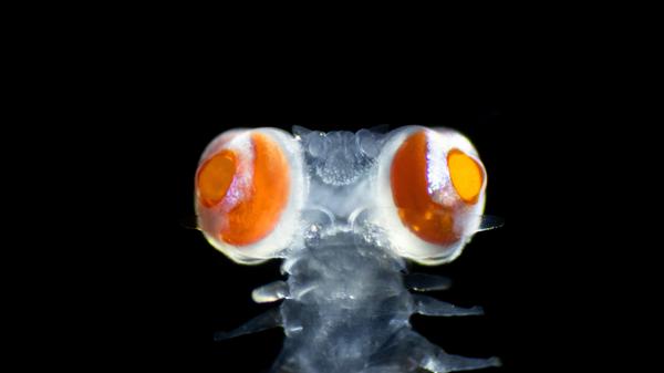 Borstenwürmer aus der Familie der Phyllodocidae haben im Vergleich zu ihrer kleinen Körpergröße riesige Augen. 