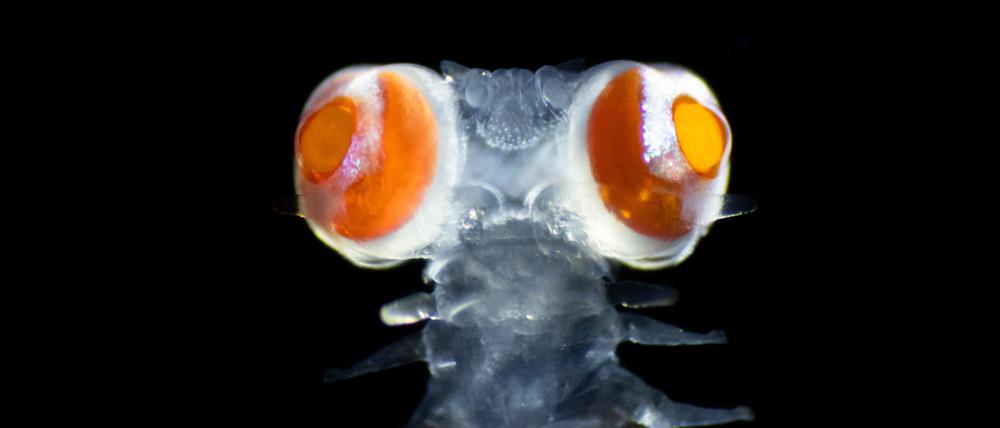 Borstenwürmer aus der Familie der Phyllodocidae haben im Vergleich zu ihrer kleinen Körpergröße riesige Augen. 