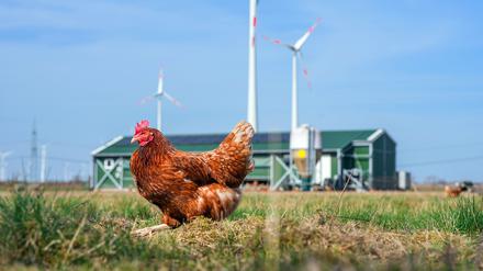 Ein Huhn der Rasse „Lohmann Brown“ geht während des Besuchs von Brandenburgs Agrarminister Vogel bei der Wustermarker Bio-Ei GmbH über die Wiese vor dem Stall.