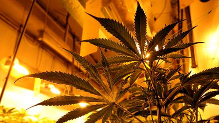 Eine Cannabispflanze.