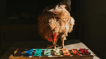 Ein braunes Huhns, das hinter einem bunten Xylophon steht und an den Metallstäben pickt.