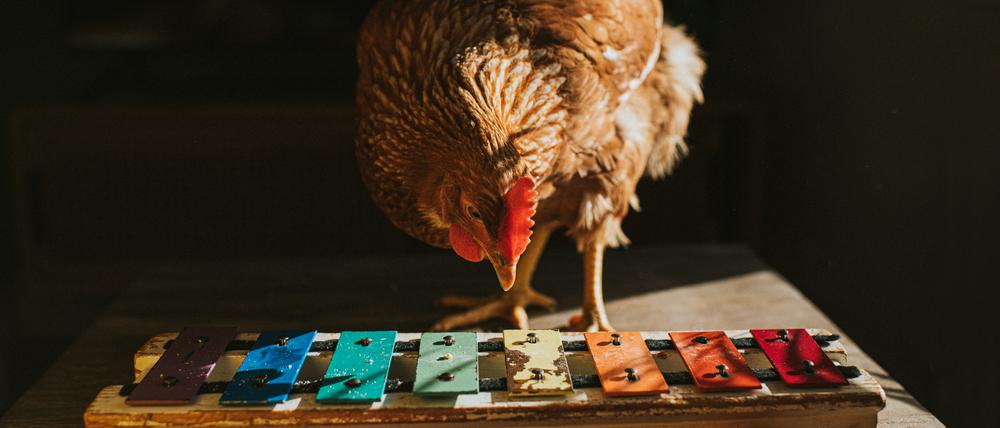 Ein braunes Huhns, das hinter einem bunten Xylophon steht und an den Metallstäben pickt.
