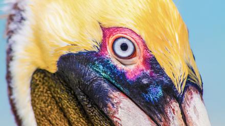 Die Augen von Pelikanen leuchten besonders farbintensiv, wenn die Brutzeit ansteht. 