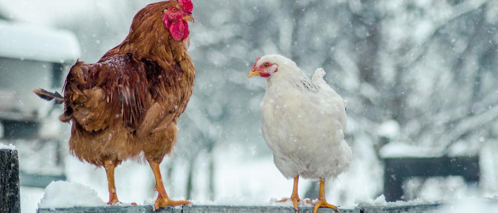 Draußen fühlen sich Hühner am wohlsten: Dort finden sie zahlreiche Möglichkeiten, sich zu beschäftigen.