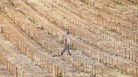 Ein französischer Bauer auf einem ausgetrockneten, neu bepflanzten Weinberg im Jahr 2016. 