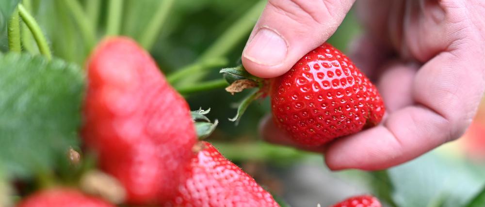 Beim Beerenhof Ell werden in einem Folientunnel Erdbeeren geerntet.