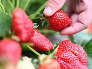 Beim Beerenhof Ell werden in einem Folientunnel Erdbeeren geerntet.