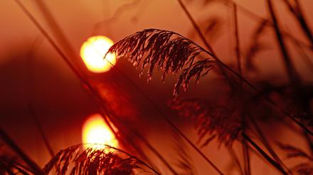 Gräser sind im Licht der Morgensonne an einem Teich der Teichwirtschaft Veckenstedt im Nordharz zu sehen. Europa ist nach Angaben der Europäische Umweltagentur (EEA) der Kontinent, der sich am schnellsten erwärmt. 