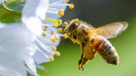 Eine Honigbiene im Anflug auf eine Süßkirschblüte.