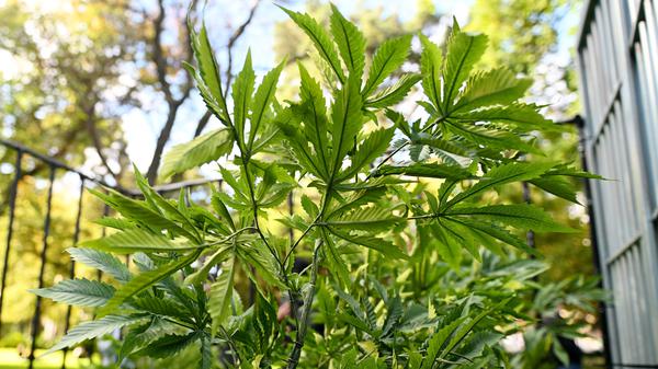 Eine Cannabis-Pflanze ist in Australien anlässlich des Internationalen Tages des Cannabis in den Flagstaff Gardens zu sehen. 