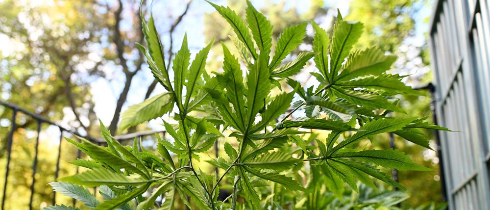 Eine Cannabis-Pflanze ist in Australien anlässlich des Internationalen Tages des Cannabis in den Flagstaff Gardens zu sehen. 