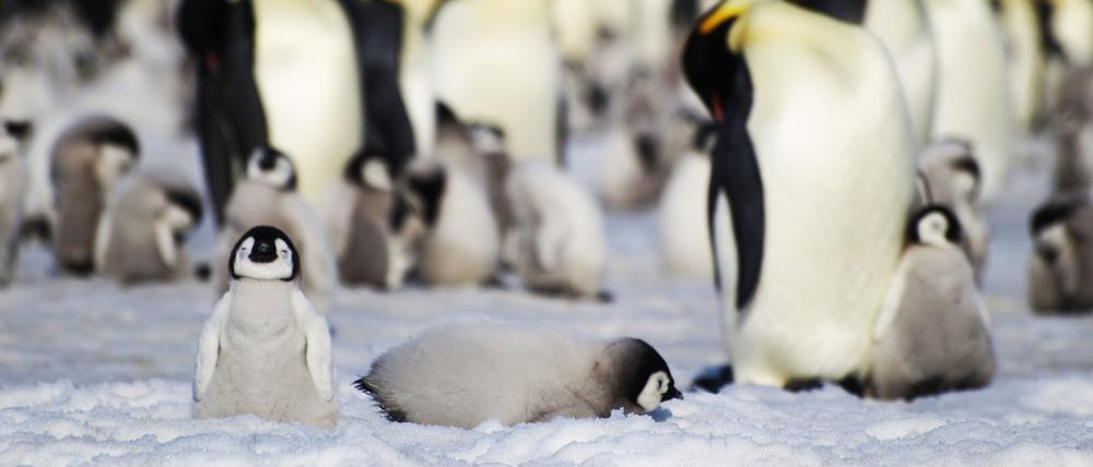 Dieses undatierte Foto zeigt junge und ausgewachsene Kaiserpinguine einer Kolonie in der Antarktis.  