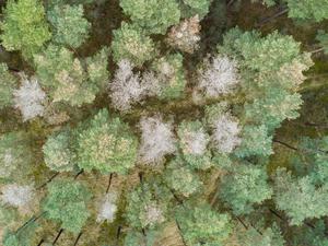 Kranke Kiefern mit ausgetrockneten Baumkronen stehen in einem Kiefernwald der Niedersächsischen Landesforsten im Landkreis Gifhorn. Mit der Trockenheit kommt der Pilz: Mit der Kiefer ist nun die nächste Baumart vom Waldsterben betroffen. Der Pilz Diplodia befällt die Kiefern und sorgt für massive Schäden. +++ dpa-Bildfunk +++