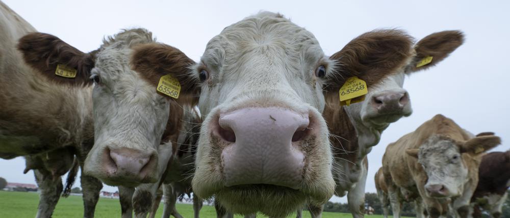 Lohnt sich wieder: Milchbauern bekommen so viel Geld wie lange nicht mehr für ihre Milch. 