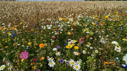 Ein bunter Blühstreifen am Rande eines Weizenfeldes, wie hier im Weser-Ems-Land, verbessert die Biodiversität und Pflanzenvielfalt im Ackerbau. 