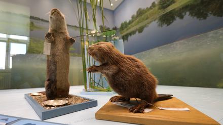 Das Leben der Fischotter und Biber steht dieses Jahr im Fokus im Naturkundemuseum Potsdam.