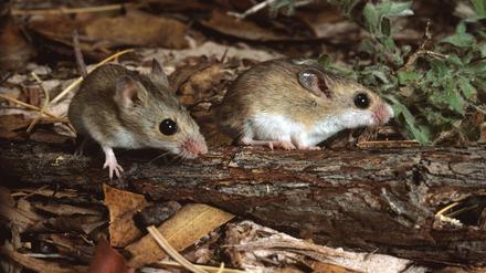 Mäuse der vermeintlichen Art Pseudomys delicatulus