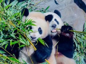 Einseitige Ernährung: Pandabären wie Paule und seine Mutter Meng Meng im Berliner Zoo, stecken in einer Sackgasse der Evolution. 