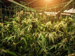 Cannabis-Pflanzen in einem Gewächshaus, bereit für die Ernte