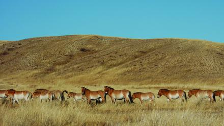 Im Hustai-Nationalpark in der Mongolei ziehen Przewalski-Pferde schon wieder frei durch die Steoppe.
