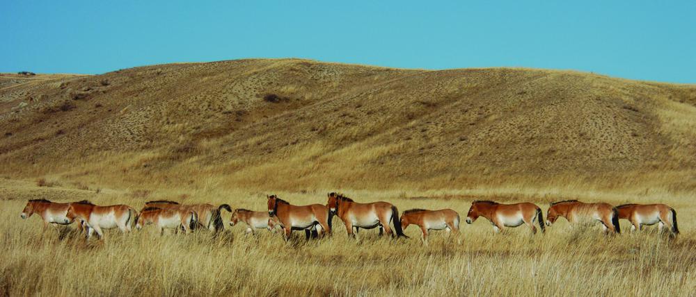 Im Hustai-Nationalpark in der Mongolei ziehen Przewalski-Pferde schon wieder frei durch die Steoppe.