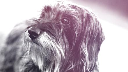 Wire-haired dachshund - Portrait