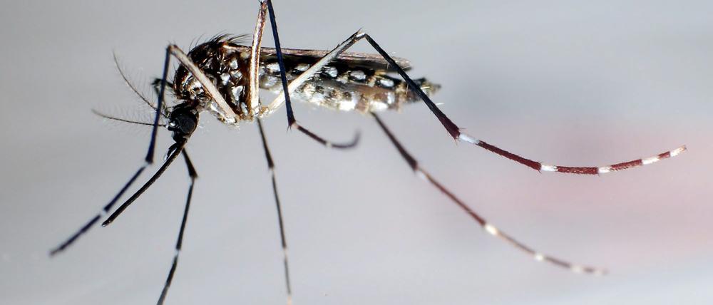 Eine Stechmücke der Art «Aedes aegypti» - auch «Stegomyia aegypti». Die Gelbfiebermücke, Denguemücke oder Ägyptische Tigermücke überträgt verschiedene Krankheiten, darunter auch das Denguefieber.