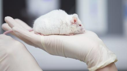 Eine wissenschaftliche Mitarbeiterin einer tierexperimentellen Forschungseinrichtung hat in einem Labor eine Maus in der Hand. Die Zahl der wissenschaftlichen Tierversuche in Brandenburg ist in den letzten fünf Jahren zurückgegangen.