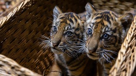 Neun Wochen sind die Sumatra-Tigerzwillinge im Tierpark Berlin nun alt.
