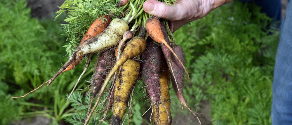 Erfolg: Obwohl Karotten es im Brandenburger Boden nicht leicht haben, hat hier jemand ein Bund geerntet. Und bunt sind sie auch noch.