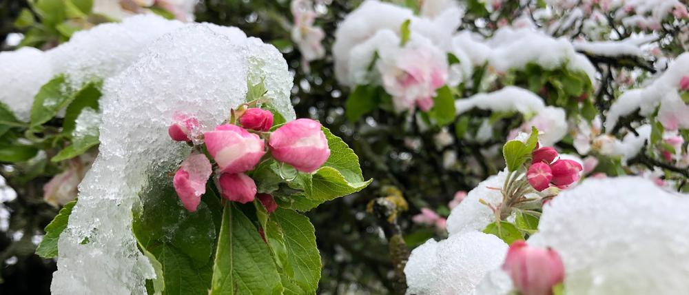 Die Blüten eines Apfelbaums in einem Garten in Bamberg sind mit Schnee bedeckt.