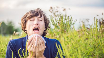 Hatschi! Ein Mann niest wegen einer Allergie auf Ambrosia.