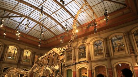 Der Brachiosaurus ist 150 Millionen Jahre alt und steht seit 1937 im Lichthof des Berliner Museums für Naturkunde.
