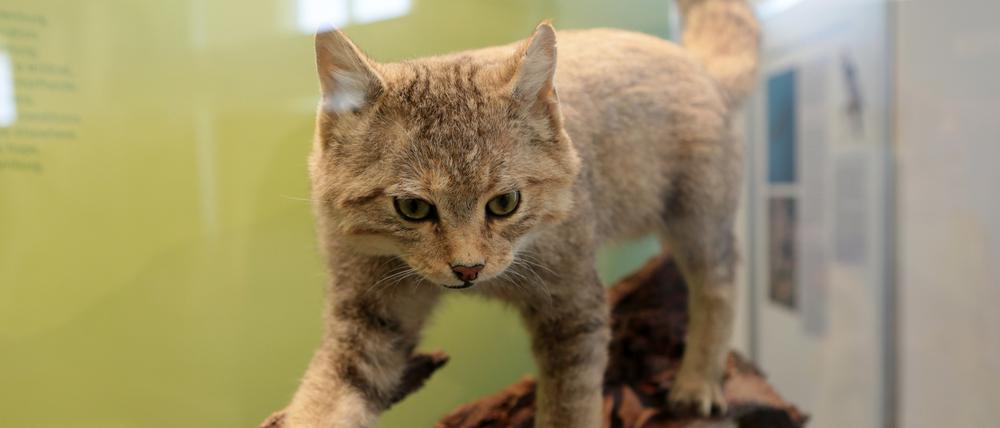 Im Potsdamer Naturkundemuseum ist ein Exemplar der Europäischen Wildkatze ausgestellt.
