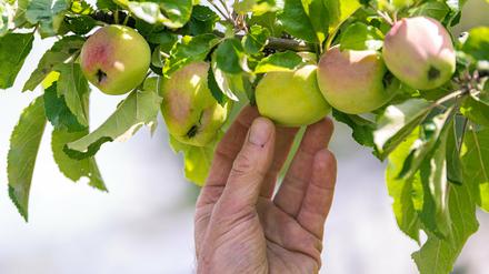 Viele reife Äpfel auf Brandenburger Planten warten nur darauf, gepflückt zu werden.