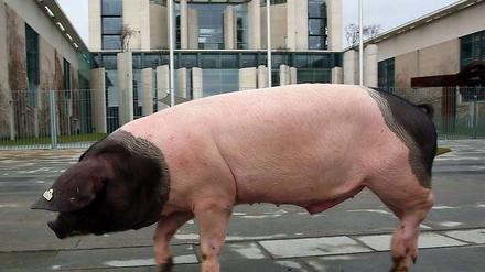 Tierischer Protest: Ein Bauer hat in der Vorwoche seine Landschweine ins Berliner Regierungsviertel getrieben.