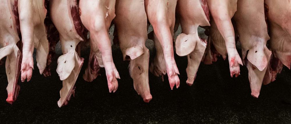 Halbierte Schweine hängen in einem Schlachthof.