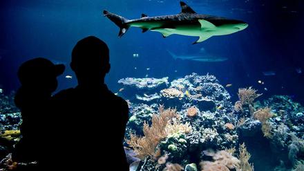 Im Haifischbecken. Im Lernspiel "Sharkworld" sollen (angehende) Manager lernen, Geschäftsentscheidungen zu treffen