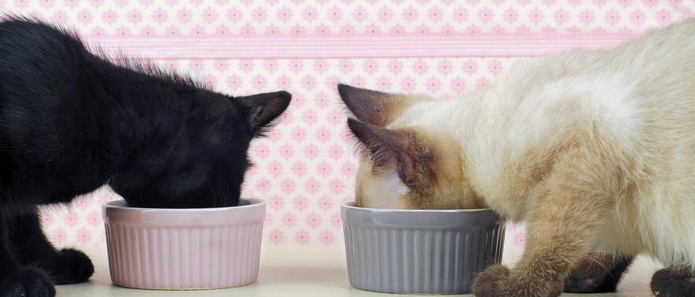 Was gibt es heute? Katzen sind eigen, wenn es ums Fressen geht. 